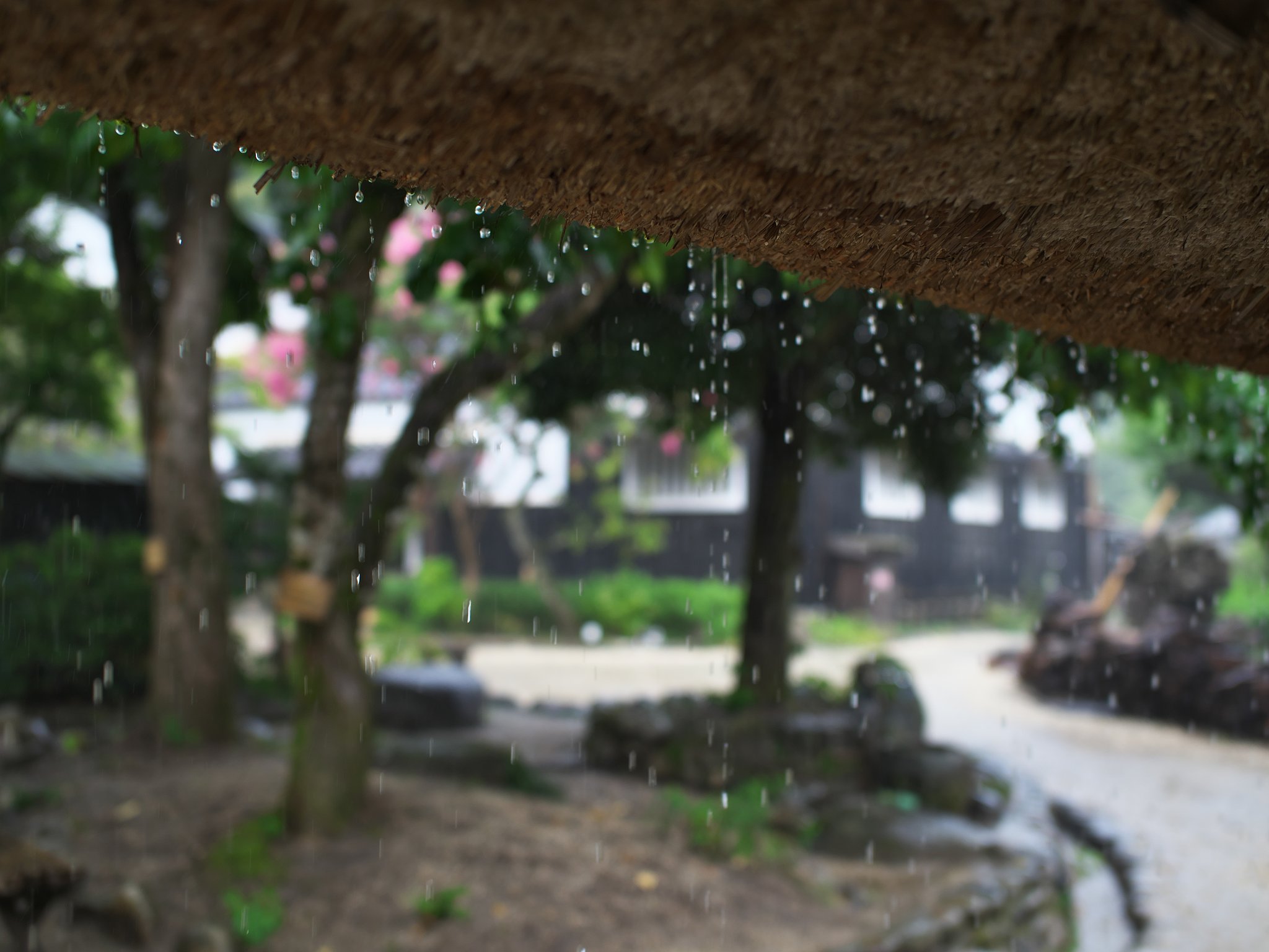 雨1