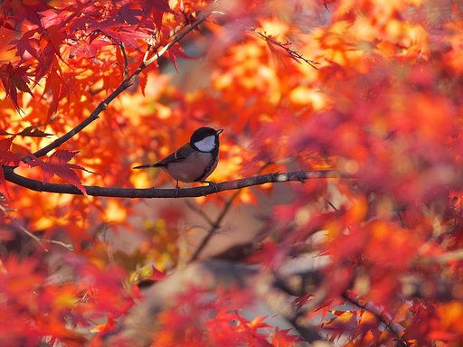 紅葉に和んで