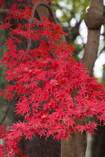 12月1日の写真