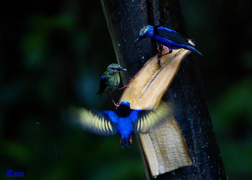 Costa Rica 22