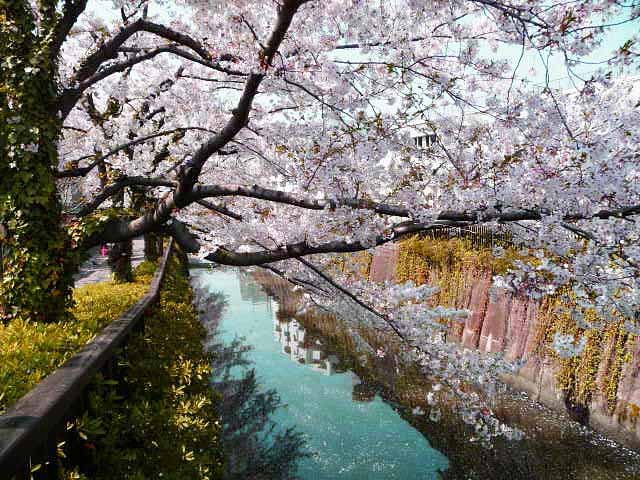 呑川