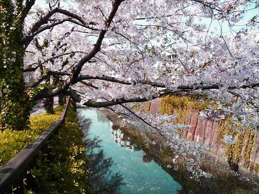 呑川