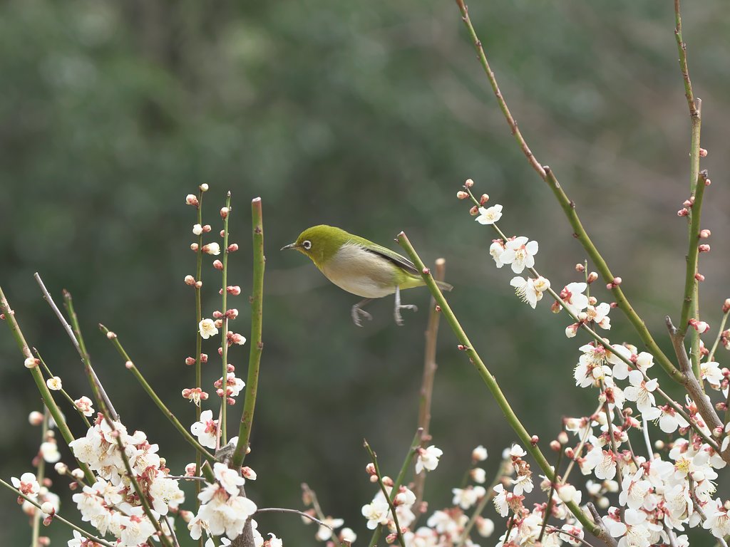飛びます！