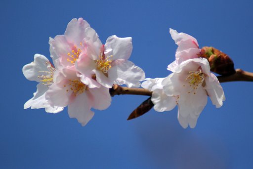 玉縄桜