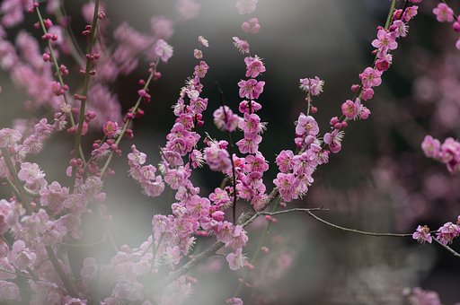 梅満開
