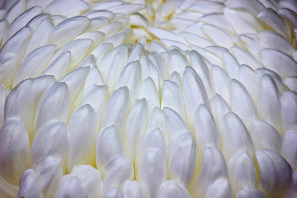 大輪HDR