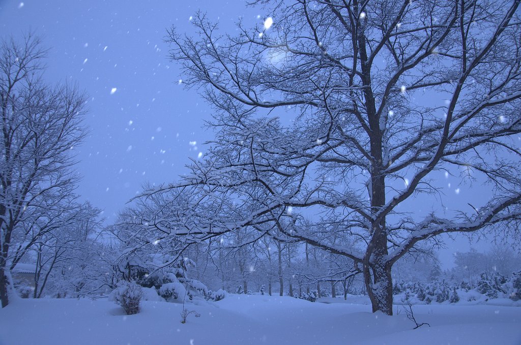今年最後の雪？