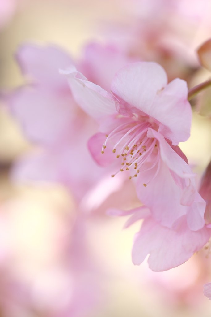 河津桜