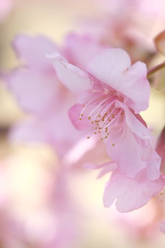 河津桜
