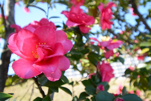 山茶花