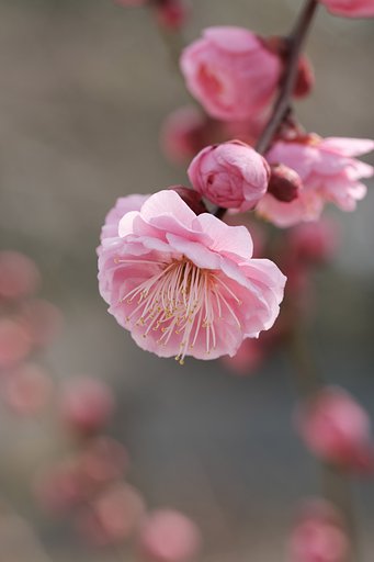 紅梅