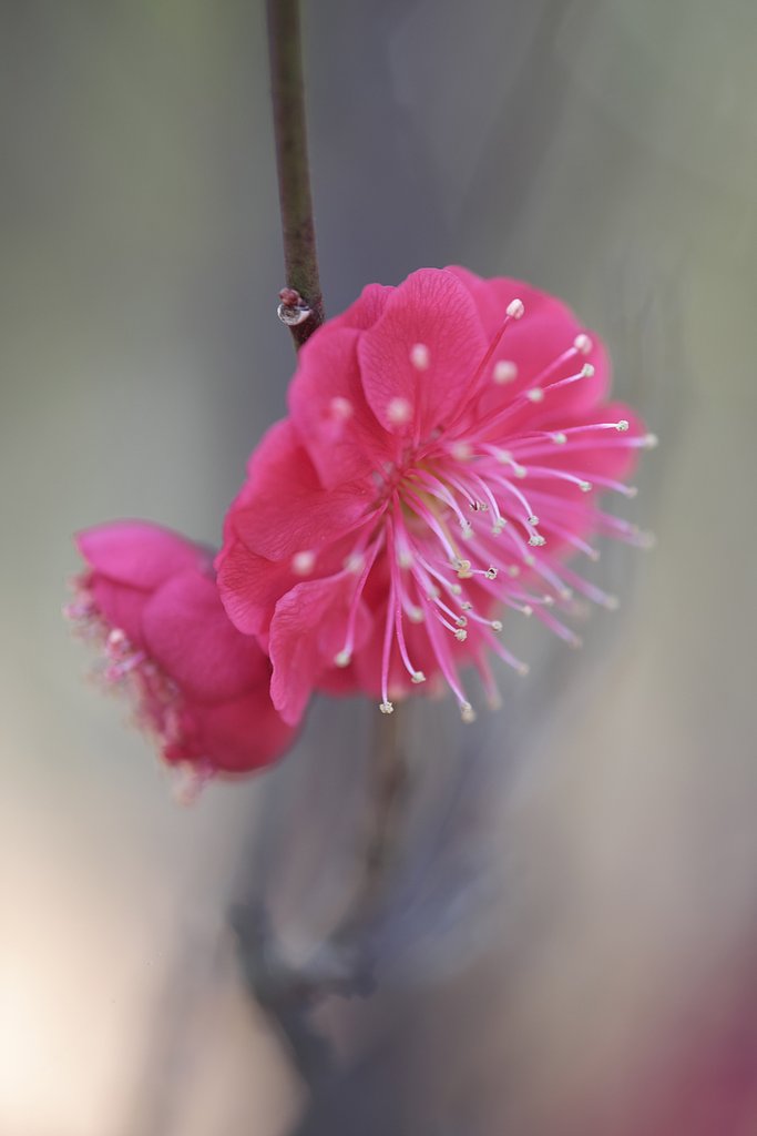 紅梅