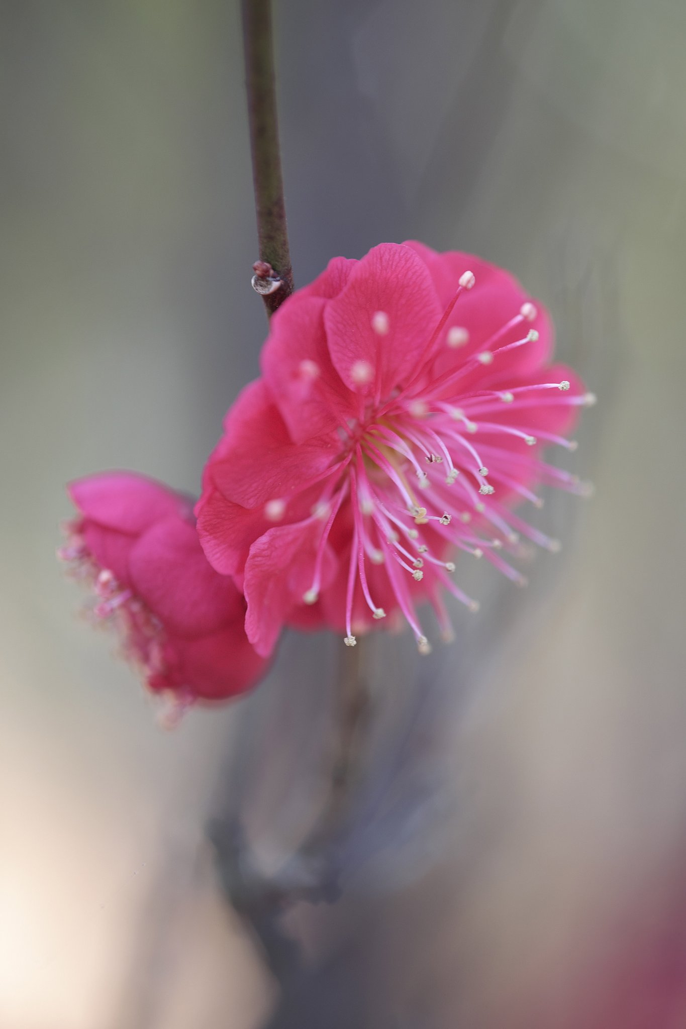 紅梅