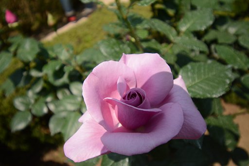 薔薇