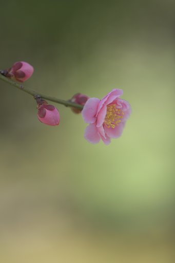 咲き始め