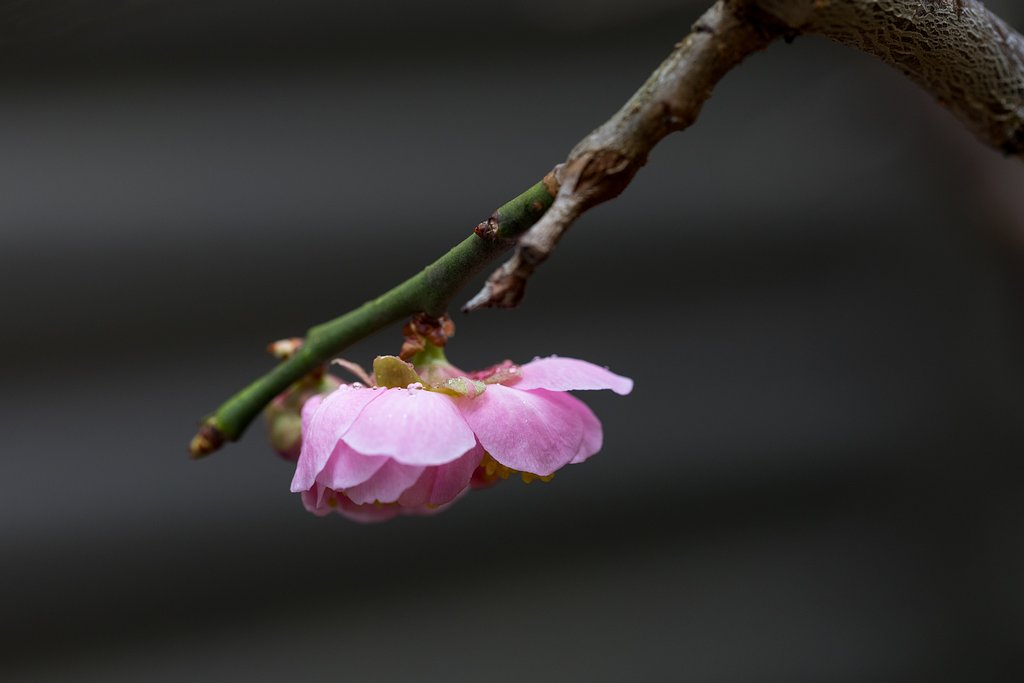 やっと、我が家の枝垂れに花が