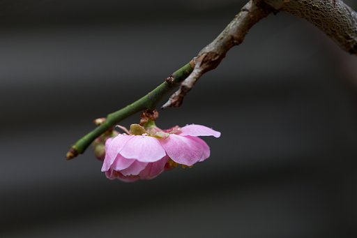 やっと、我が家の枝垂れに花が