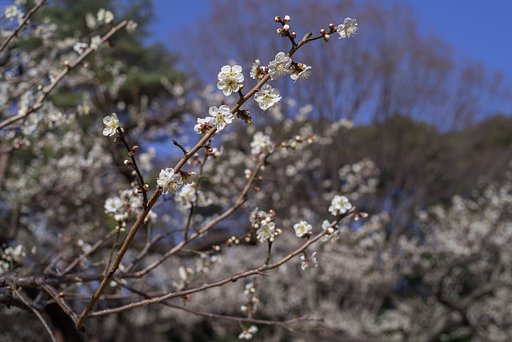梅林の日差し