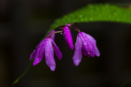 雨の中に出てみました２