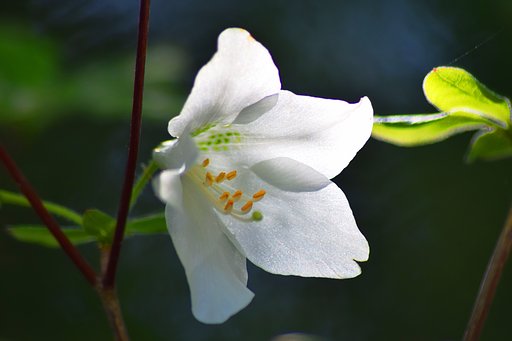気高き白