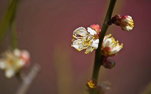 てっけん（酈懸）梅＞別名「茶筅梅」