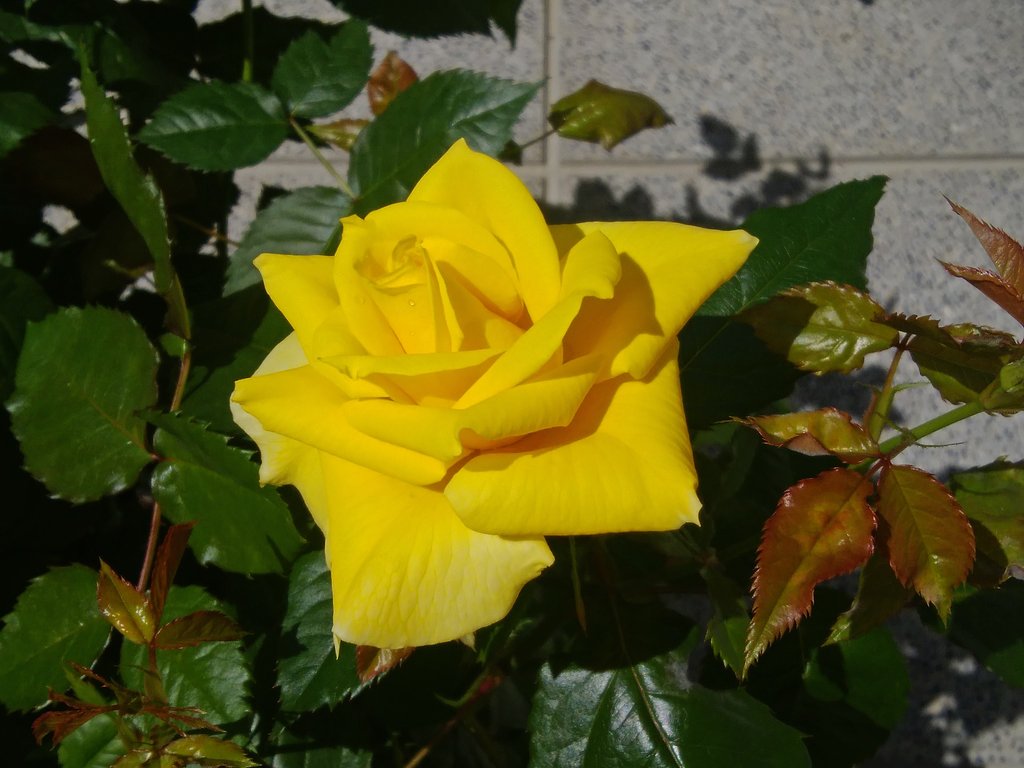 黄色い薔薇。