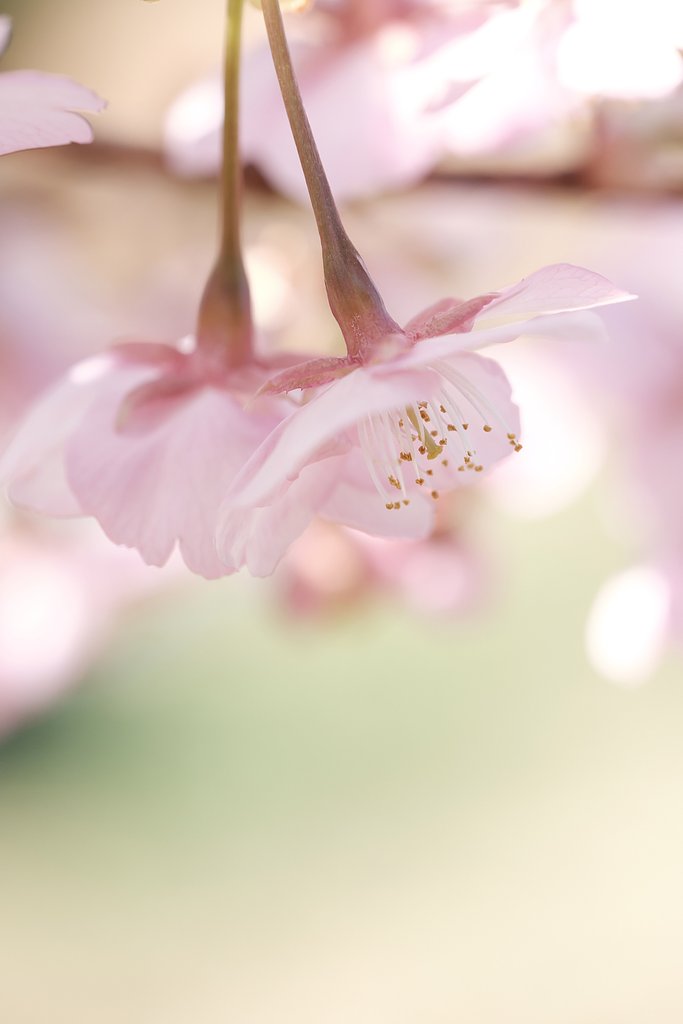 河津桜