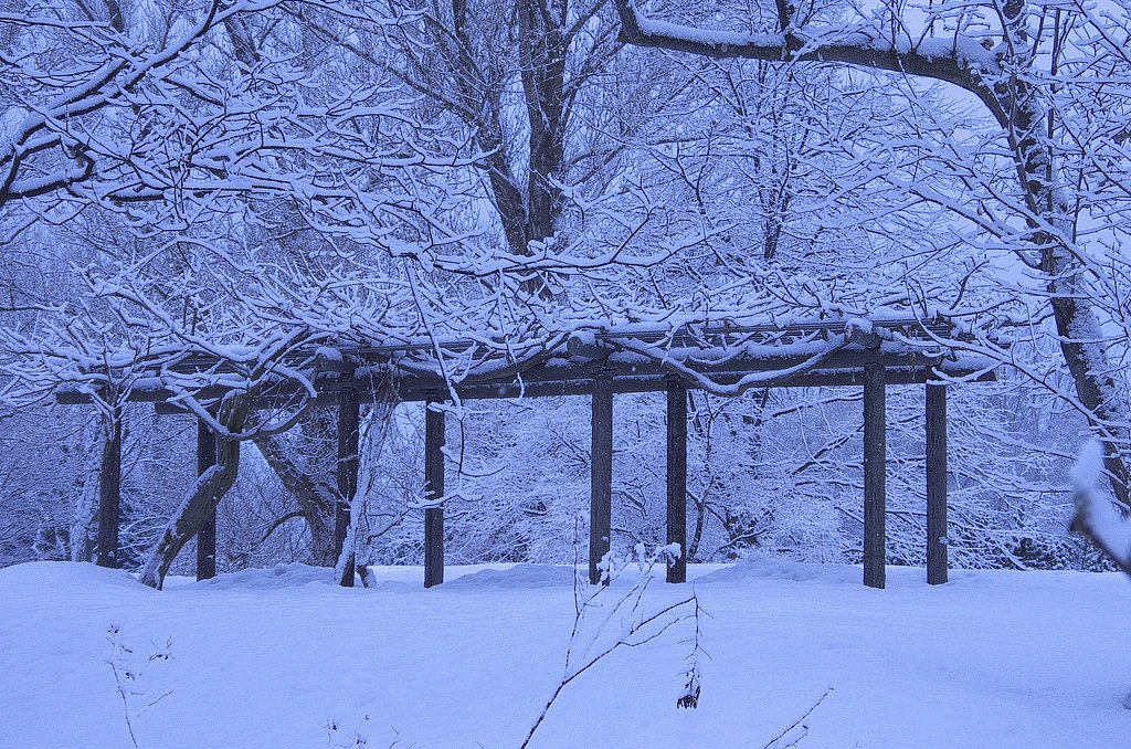 公園の藤棚