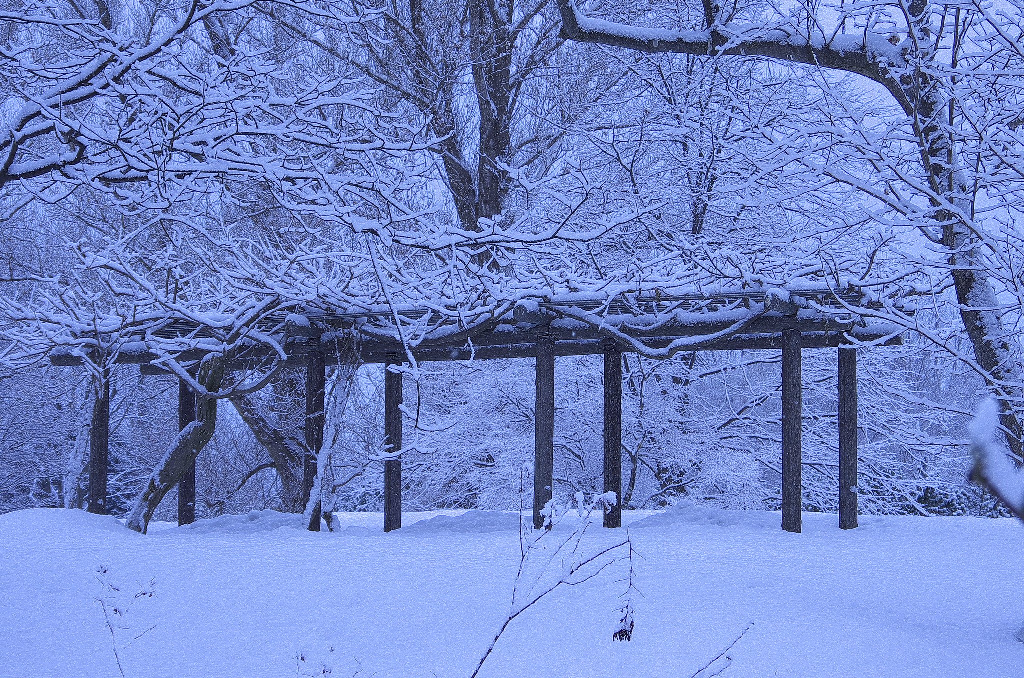 公園の藤棚