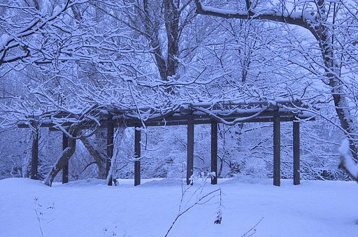 公園の藤棚