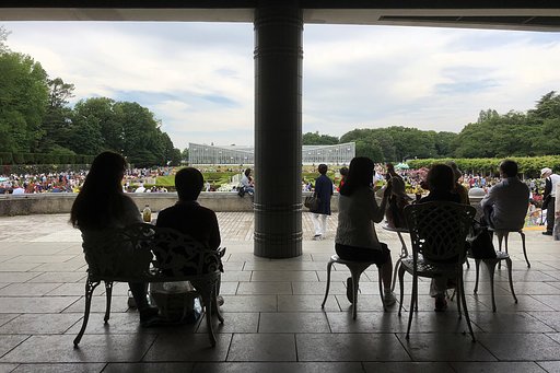 人でバラが見えない
