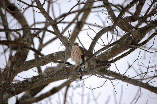 Broad-winged Hawk
