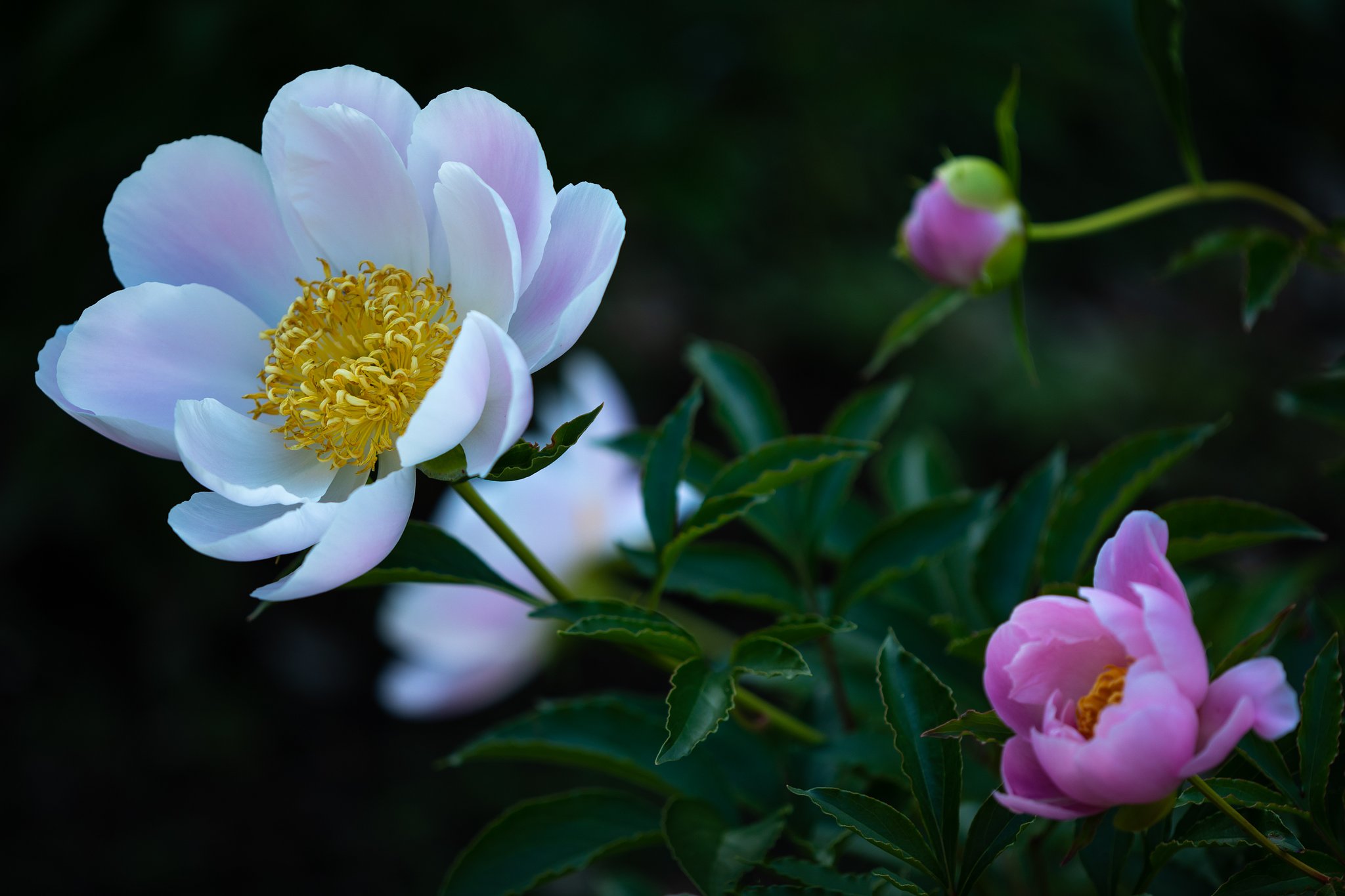 芍薬 無返の際