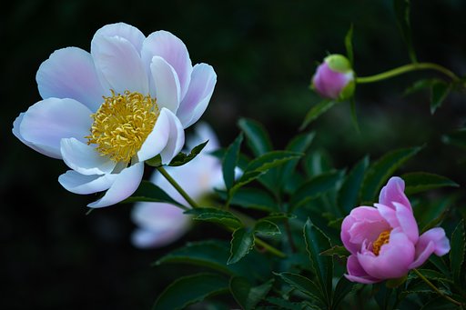 芍薬 無返の際
