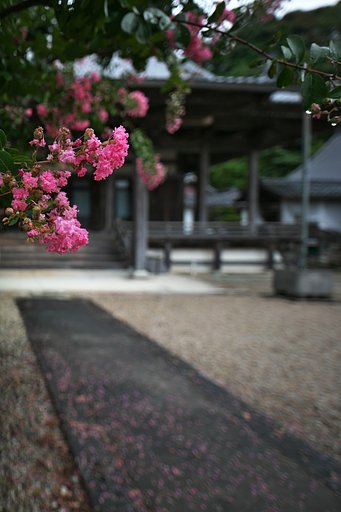 百日紅が咲く