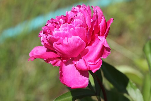 畑の芍薬