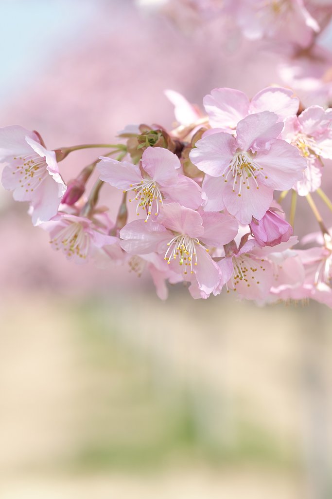 河津桜