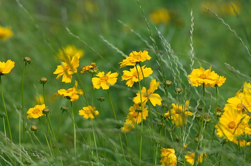 鉄道沿線に咲く花たち