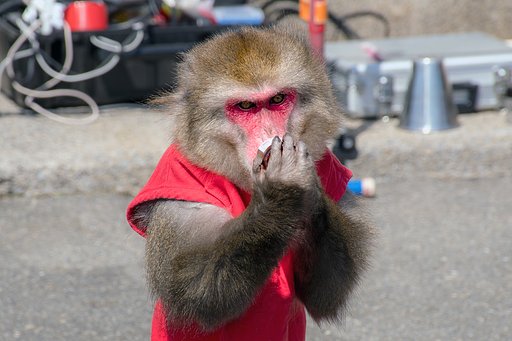 アナウンスをする猿