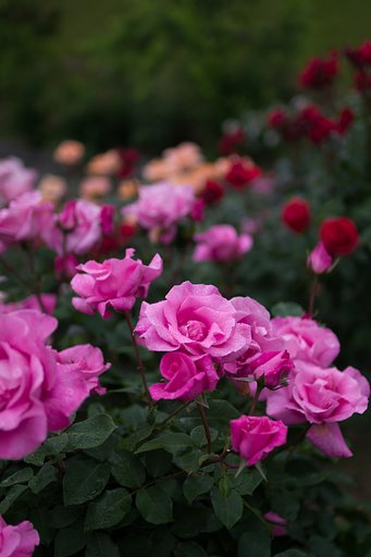 SIGMA 30mm F1.4 DC HSM