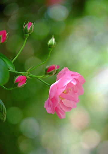 薔薇