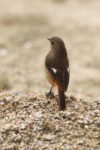 今、そこにいる、ジョビコちゃん