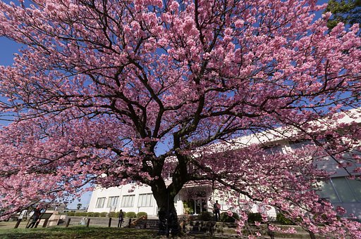 寒桜