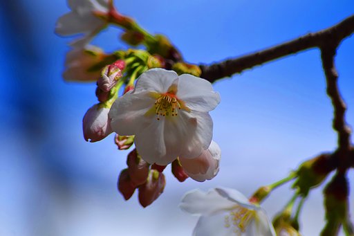 六義園のさくら