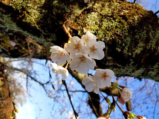 桜