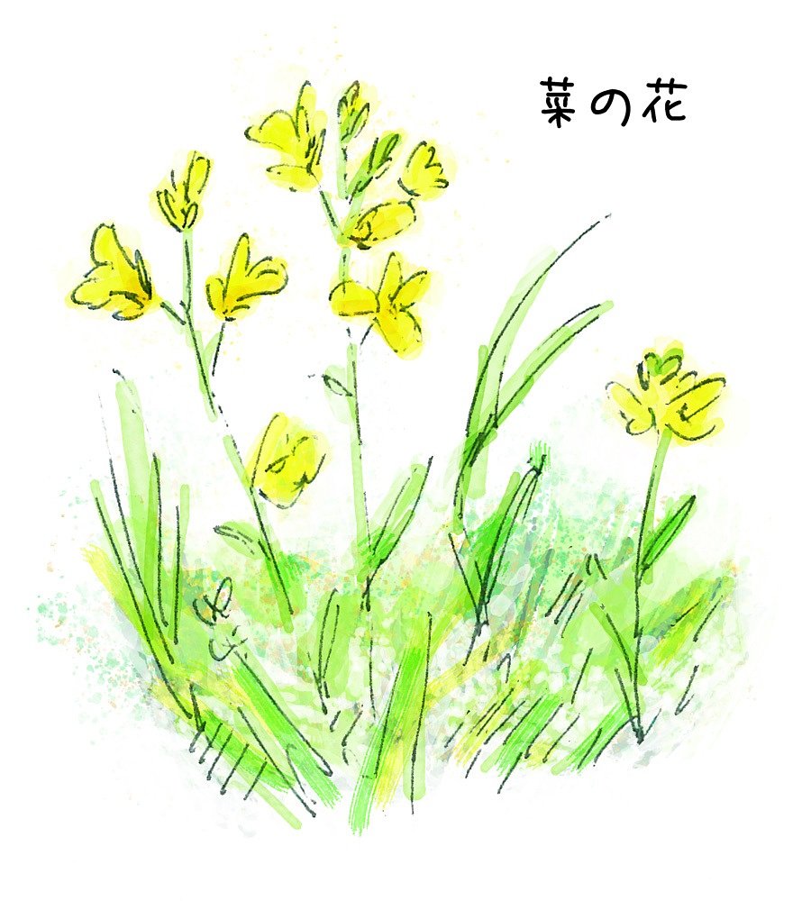 お散歩スケッチ「菜の花」