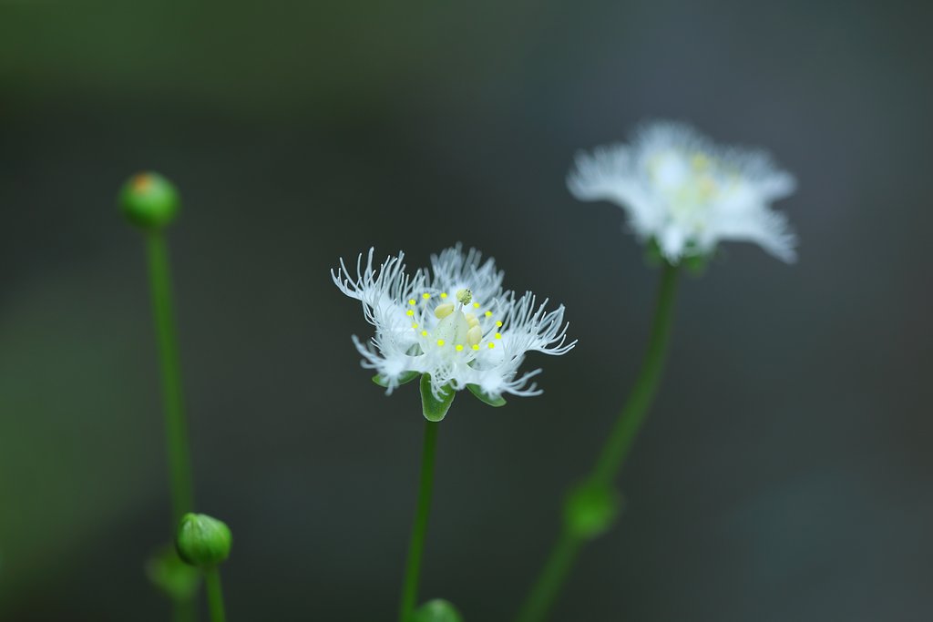 シラヒゲ草