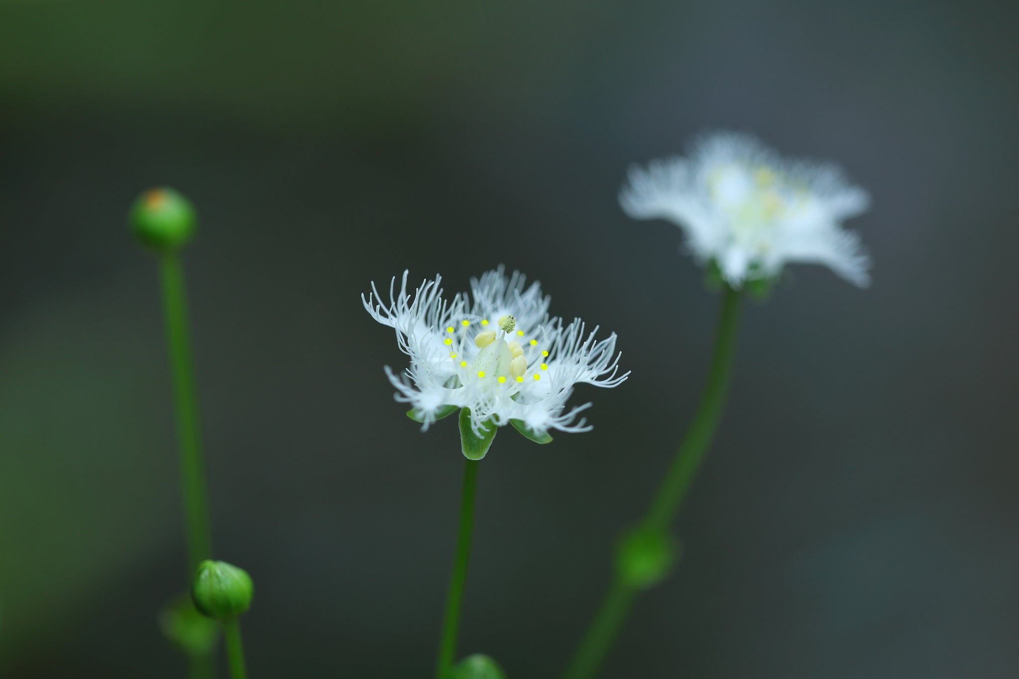 シラヒゲ草