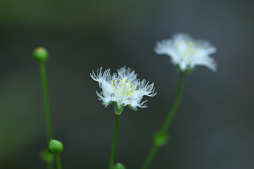 シラヒゲ草