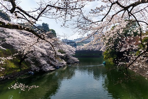満開の千鳥ヶ淵２